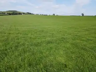 Vine RoadImage 5