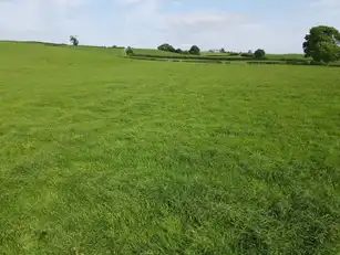 Vine RoadImage 4
