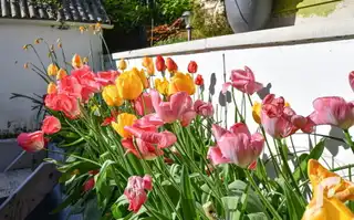 25 Voltaire GardensImage 34