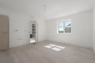 6 Beech TreesImage 21