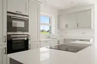 6 Beech TreesImage 11