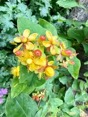 34 Erne GardensImage 25
