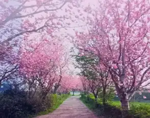 Cherry Tree LaneImage 2