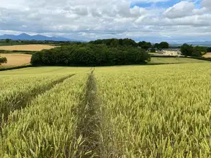 Ballynoe Road & Old Course RoadImage 2